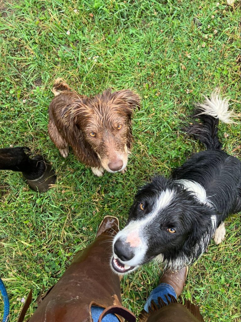 Montana ranch dogs