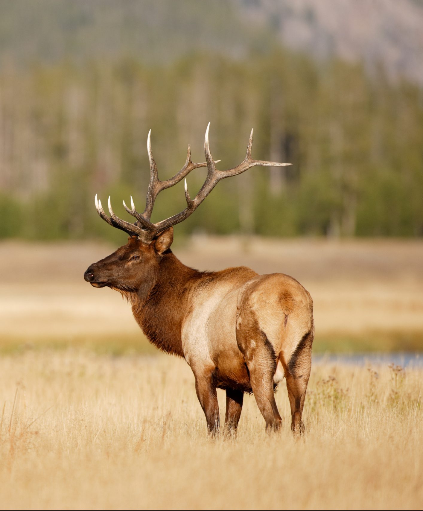 Elk and Mule Deer