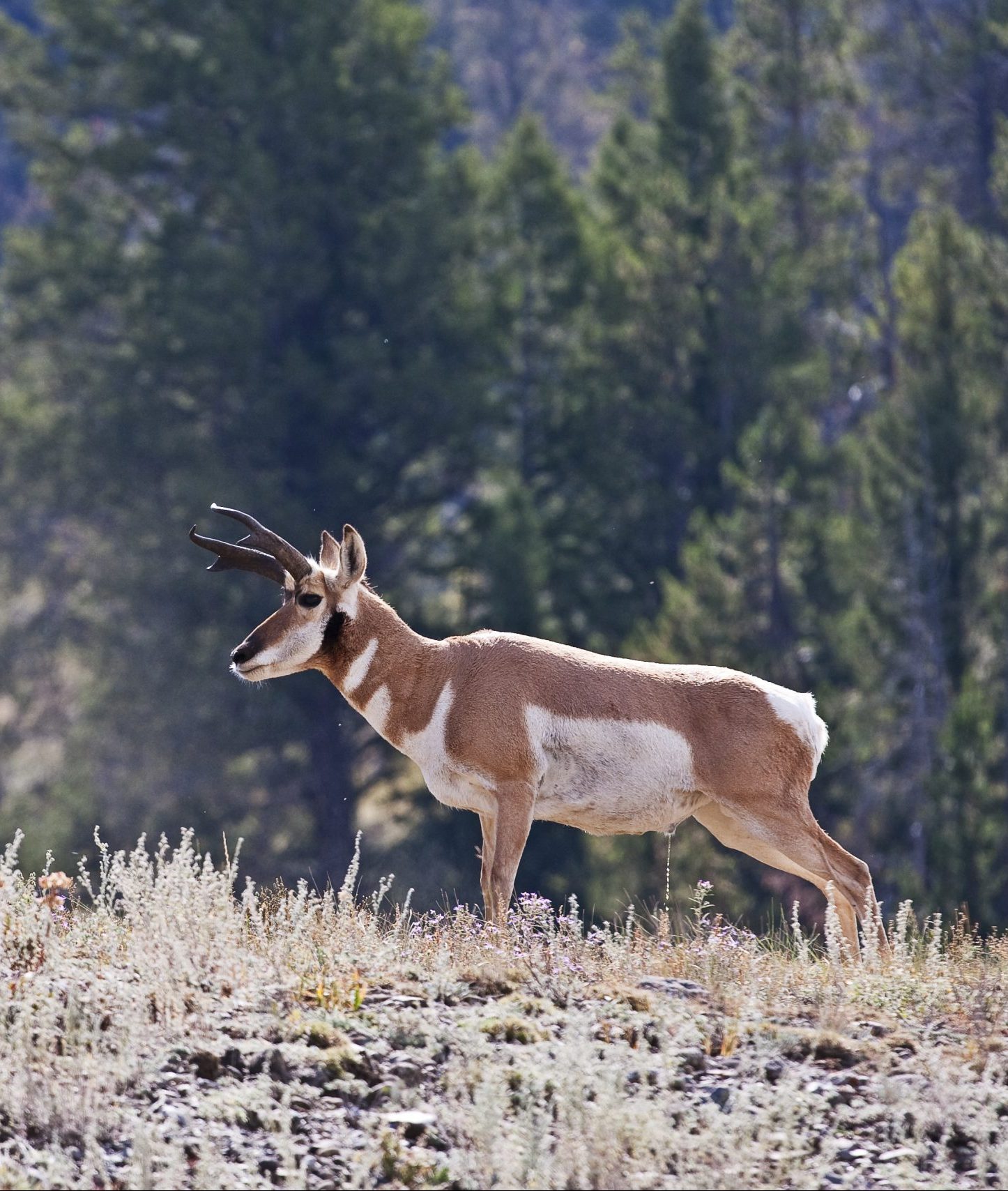 Montana Antelope Hunting Upper Canyon Outfitters