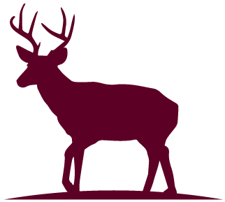 Whitetail Deer